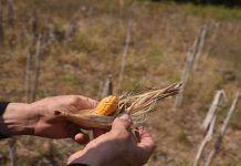 Foto: Brasil activa plan por fenómeno el niño/Cortesía