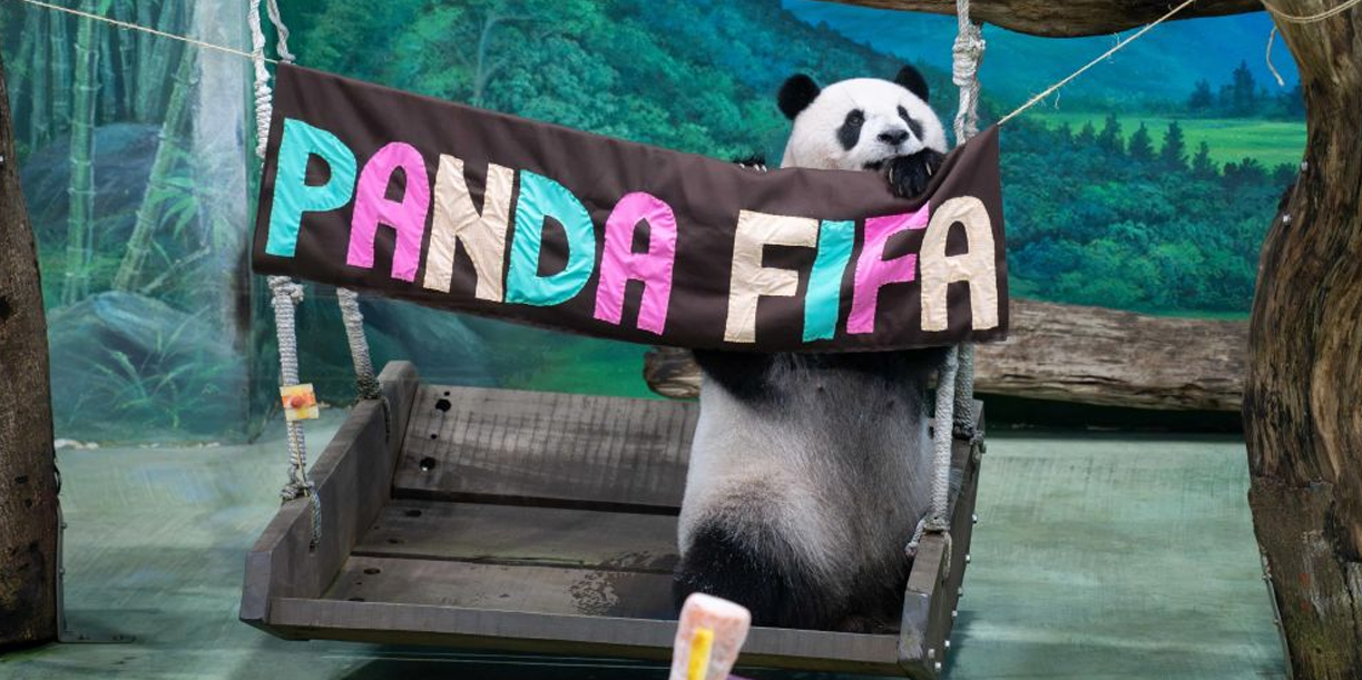 Foto: Panda Yuan Zai celebra sus 13 años en Taipei/Cortesìa