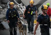 Su olfato desafió la tragedia: perros buscan sobrevivientes entre los escombros en Venezuela Foto:Héroes de cuatro patas: perros rescatistas desafían los escombros tras los sismos en Venezuela/Cortesía