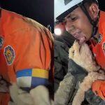 Venezuela no abandona a sus animales: continúa el rescate en las zonas devastadas Foto:Una perrita sobrevivió siete días sepultada: el rescate que conmueve a Venezuela/Cortesía