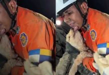 Venezuela no abandona a sus animales: continúa el rescate en las zonas devastadas Foto:Una perrita sobrevivió siete días sepultada: el rescate que conmueve a Venezuela/Cortesía