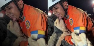 Foto:Una perrita sobrevivió siete días sepultada: el rescate que conmueve a Venezuela/Cortesía