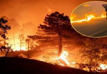 Incendio forestal deja 12 muertos en Andalucía España Foto: España combate devastador incendio forestal/Cortesía