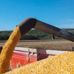Ola de calor en EE.UU. mantiene en alerta al mercado mundial de granos Foto: Calor en EE.UU. alerta al mercado de granos/Cortesía