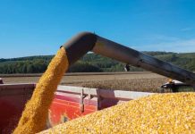 Ola de calor en EE.UU. mantiene en alerta al mercado mundial de granos Foto: Calor en EE.UU. alerta al mercado de granos/Cortesía