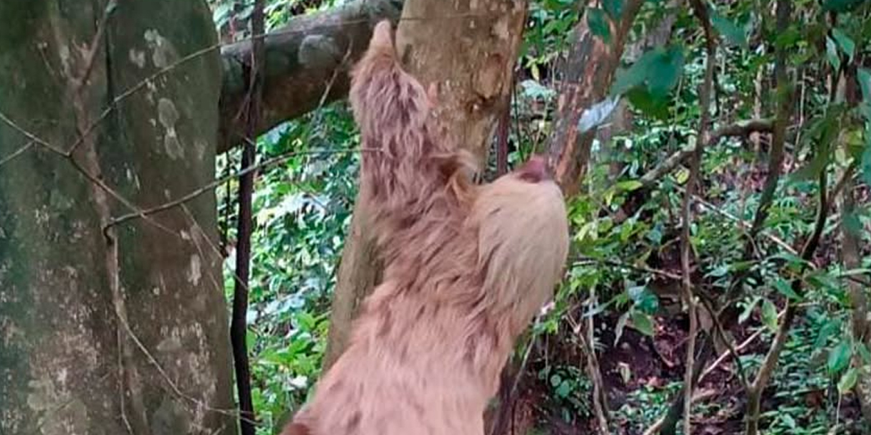 Foto: Perezoso rescatado y liberado por Marena en Jinotega/Cortesìa