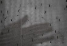 Dengue en Panamá supera los 3,100 casos y mantiene tendencia al alza Foto: Dengue en Panamá supera los 3,100 casos acumulados/Cortesìa