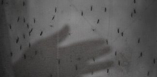 Foto: Dengue en Panamá supera los 3,100 casos acumulados/Cortesìa
