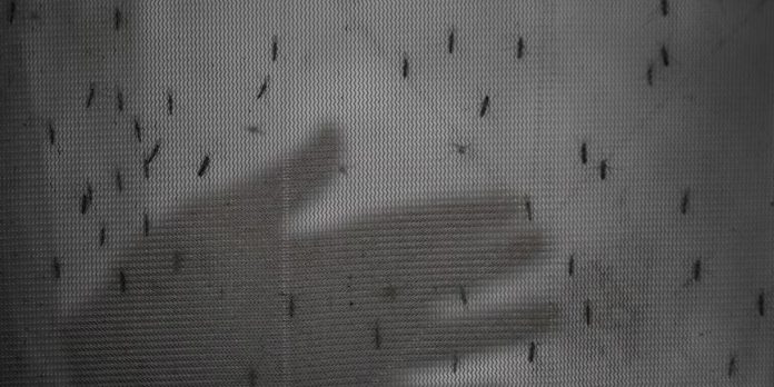 Foto: Dengue en Panamá supera los 3,100 casos acumulados/Cortesìa Foto: Dengue en Panamá supera los 3,100 casos acumulados/Cortesìa