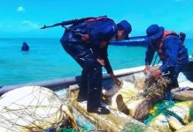 Ejército intercepta panga con seis tortugas verdes en Laguna de Perlas Foto: Interceptan tortugas verdes en Laguna de Perlas/Cortesía