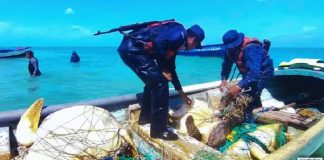Foto: Interceptan tortugas verdes en Laguna de Perlas/Cortesía
