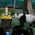Foto: Panda Yuan Zai celebra sus 13 años en Taipei/Cortesìa
