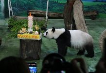 Yuan Zai, la panda que enamoró a Taiwán, celebra 13 años con una fiesta única Foto: Panda Yuan Zai celebra sus 13 años en Taipei/Cortesìa