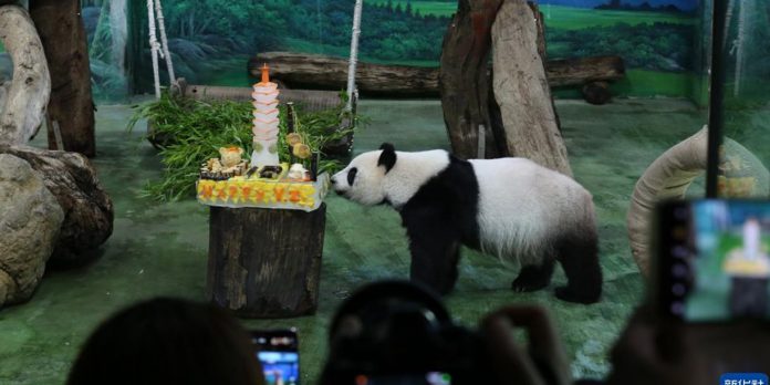 Foto: Panda Yuan Zai celebra sus 13 años en Taipei/Cortesìa Foto: Panda Yuan Zai celebra sus 13 años en Taipei/Cortesìa