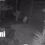 Un choque y un intento de robo quedan grabados por cámaras de seguridad en Managua Foto: Dos hechos captados en video sacuden Managua: choque e intento de robo/TN8