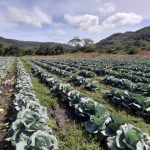 Familias productoras aseguran la cosecha de repollo para el consumo nacional Foto: Familias productoras aseguran la cosecha de repollo para el consumo nacional/Cortesía