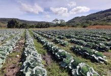 Familias productoras aseguran la cosecha de repollo para el consumo nacional Foto: Familias productoras aseguran la cosecha de repollo para el consumo nacional/Cortesía
