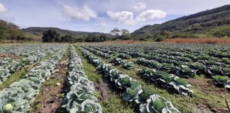 Foto: Familias productoras aseguran la cosecha de repollo para el consumo nacional/Cortesía