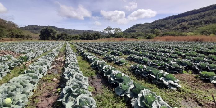 2 Foto: Familias productoras aseguran la cosecha de repollo para el consumo nacional/Cortesía