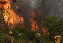 Bolivia declara desastre en San Lorenzo por incendios forestales fuera de control Foto: Bolivia declara desastre en San Lorenzo por incendios forestales fuera de control / Cortesía