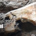 Descubren nuevo yacimiento paleontológico del Mioceno en el Cañón de Somoto, Madriz Foto: Descubrimiento paleontológico en el cañón de Somoto/TN8