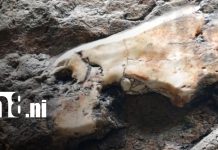 Descubren nuevo yacimiento paleontológico del Mioceno en el Cañón de Somoto, Madriz Foto: Descubrimiento paleontológico en el cañón de Somoto/TN8