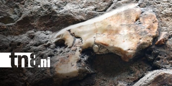 Foto: Descubrimiento paleontológico en el cañón de Somoto/TN8