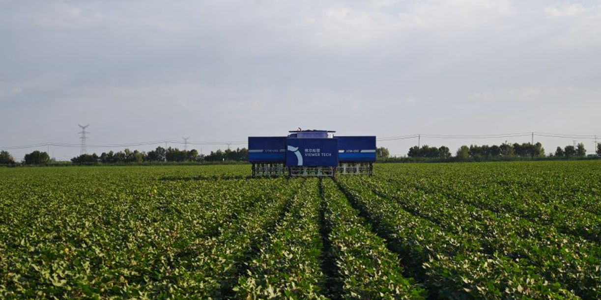 Foto: Robot chino revoluciona cosecha de algodón/Cortesìa