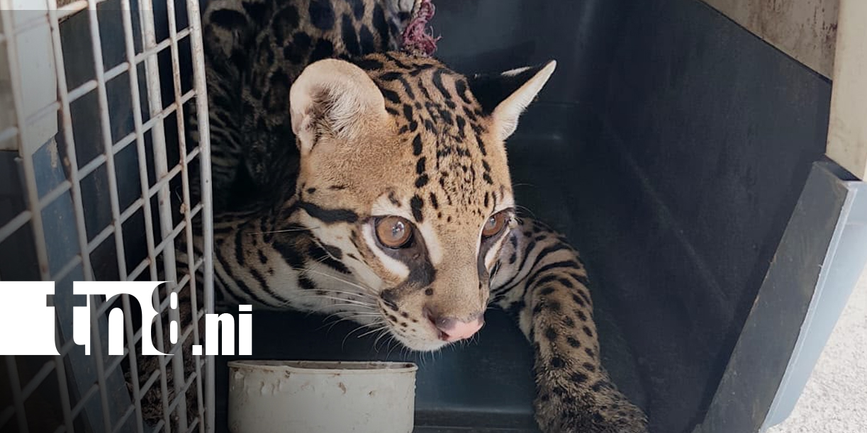 Foto: MARENA realiza decomisos de especies protegidas en Jinotega / TN8
