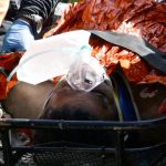 Sobrevivió ocho días bajo los escombros: así fue el rescate de Hernán Gil Foto: Rescate de Hernán Gil tras ocho días bajo los escombros/Cortesìa