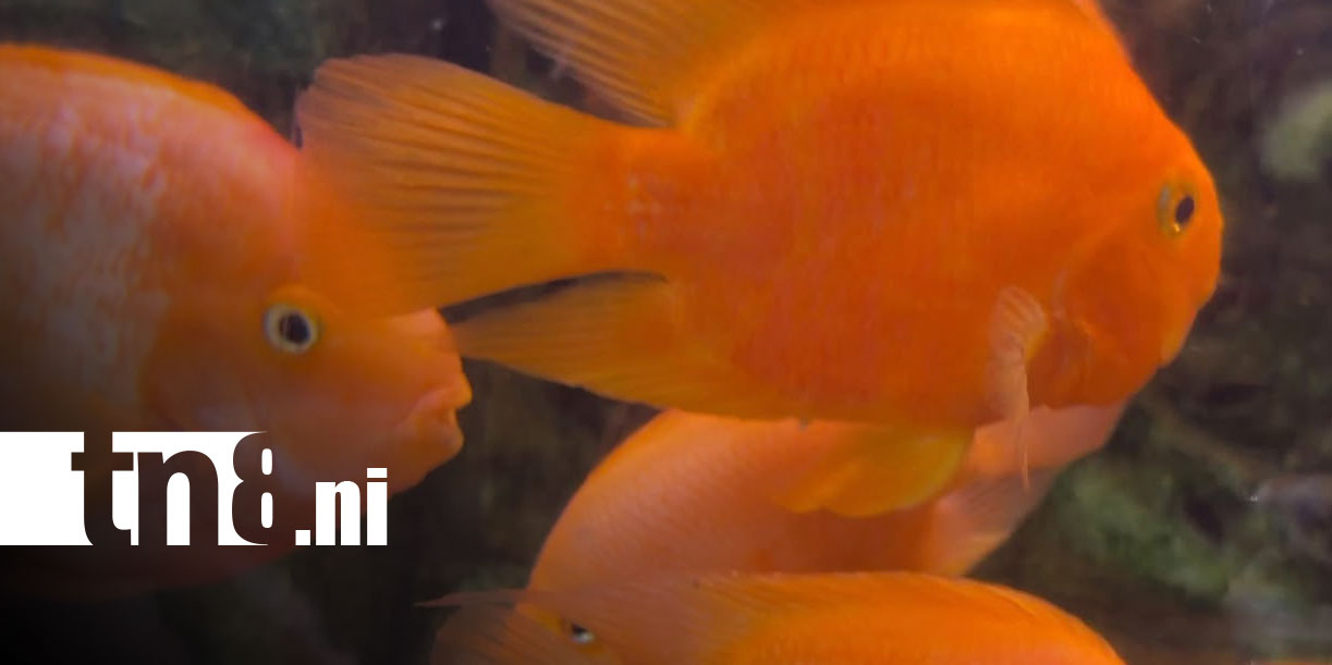 Foto: Acuario de Beijing: un viaje al mundo marino en China/TN8