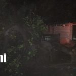 Árbol de chilamate colapsa y obstruye una calle en el barrio Reparto Shick de Managua Foto: Árbol gigante colapsa en Managua/TN8