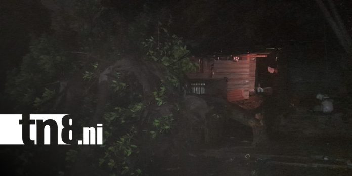 3 Foto: Árbol gigante colapsa en Managua/TN8