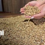 Foto: China busca café de mayor calidad y abre oportunidades globales/TN8