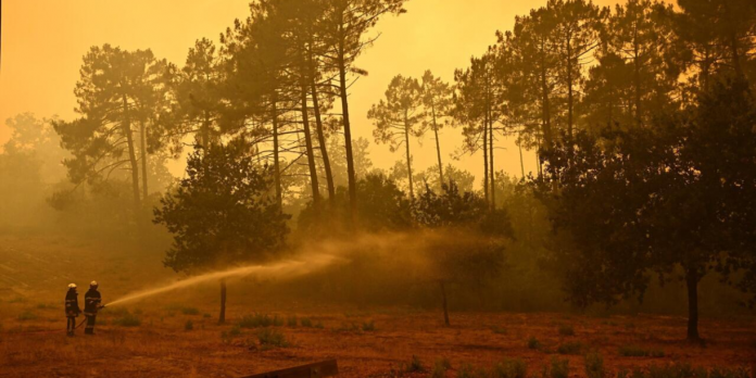 Foto:Francia enfrenta récord histórico de incendios forestales durante 2026/cortesía