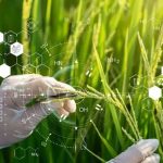China rompe un récord científico con un arroz híbrido casi perfecto Foto: China revoluciona la agricultura con un arroz que se reproduce sin perder su potencial/Cortesía