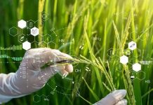 China rompe un récord científico con un arroz híbrido casi perfecto Foto: China revoluciona la agricultura con un arroz que se reproduce sin perder su potencial/Cortesía
