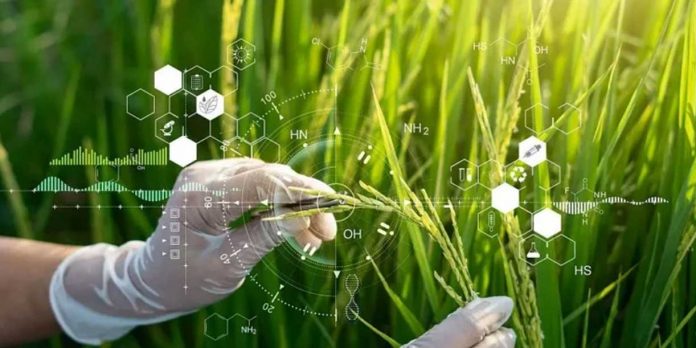 Foto: China revoluciona la agricultura con un arroz que se reproduce sin perder su potencial/Cortesía Foto: China revoluciona la agricultura con un arroz que se reproduce sin perder su potencial/Cortesía