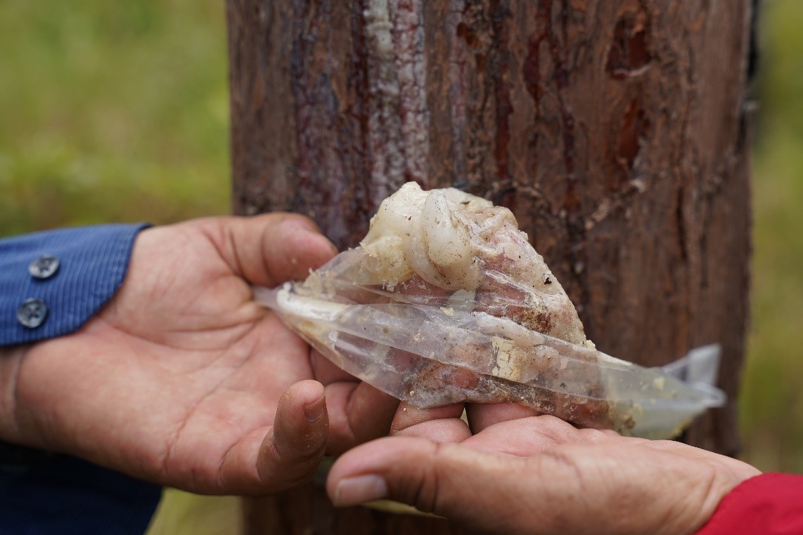 Foto: Nicaragua fortalece exportaciones forestales en 2026/Cortesía