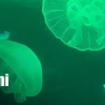 Foto: Acuario de Beijing: un viaje al mundo marino en China/TN8