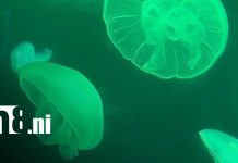 Foto: Acuario de Beijing: un viaje al mundo marino en China/TN8
