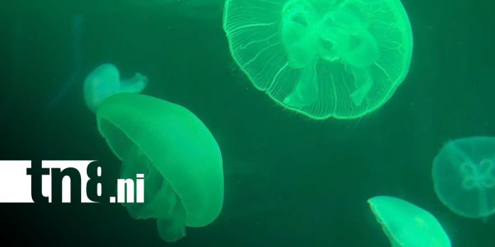 Foto: Acuario de Beijing: un viaje al mundo marino en China/TN8