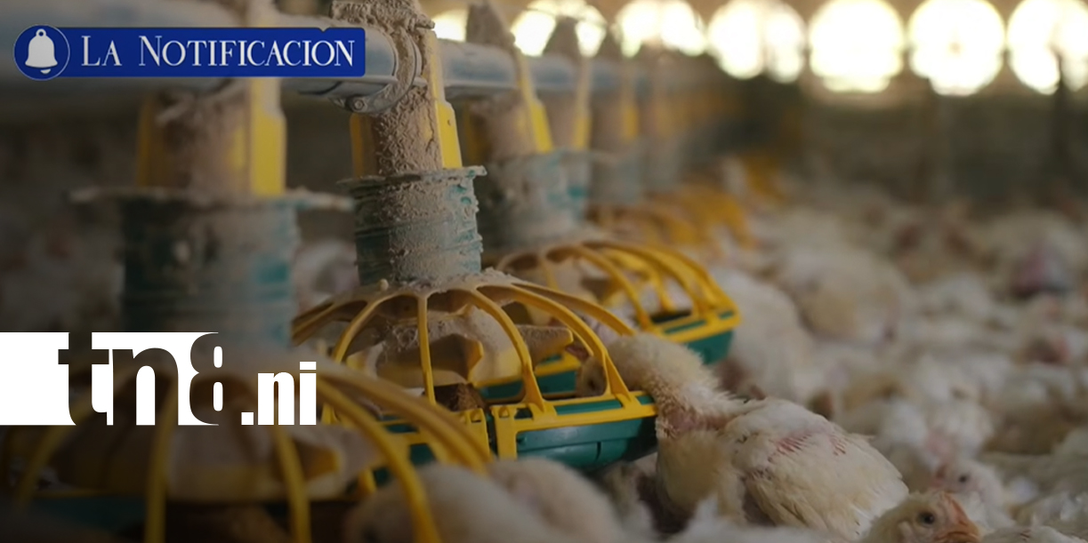 Foto: Nicaragua fortalece su producción avícola y se mantiene libre de influenza aviar/TN8
