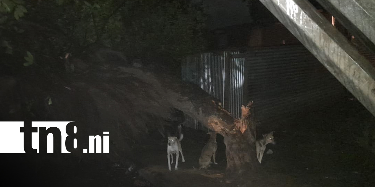 Foto: Árbol gigante colapsa en Managua/TN8