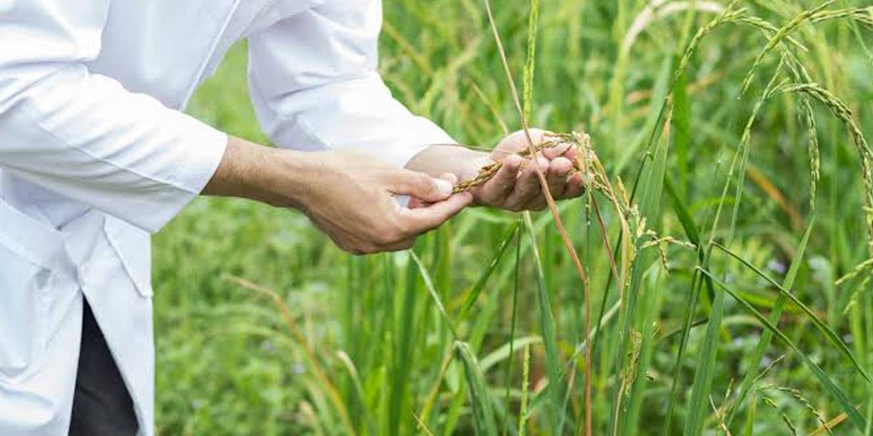 Foto: China revoluciona la agricultura con un arroz que se reproduce sin perder su potencial/Cortesía