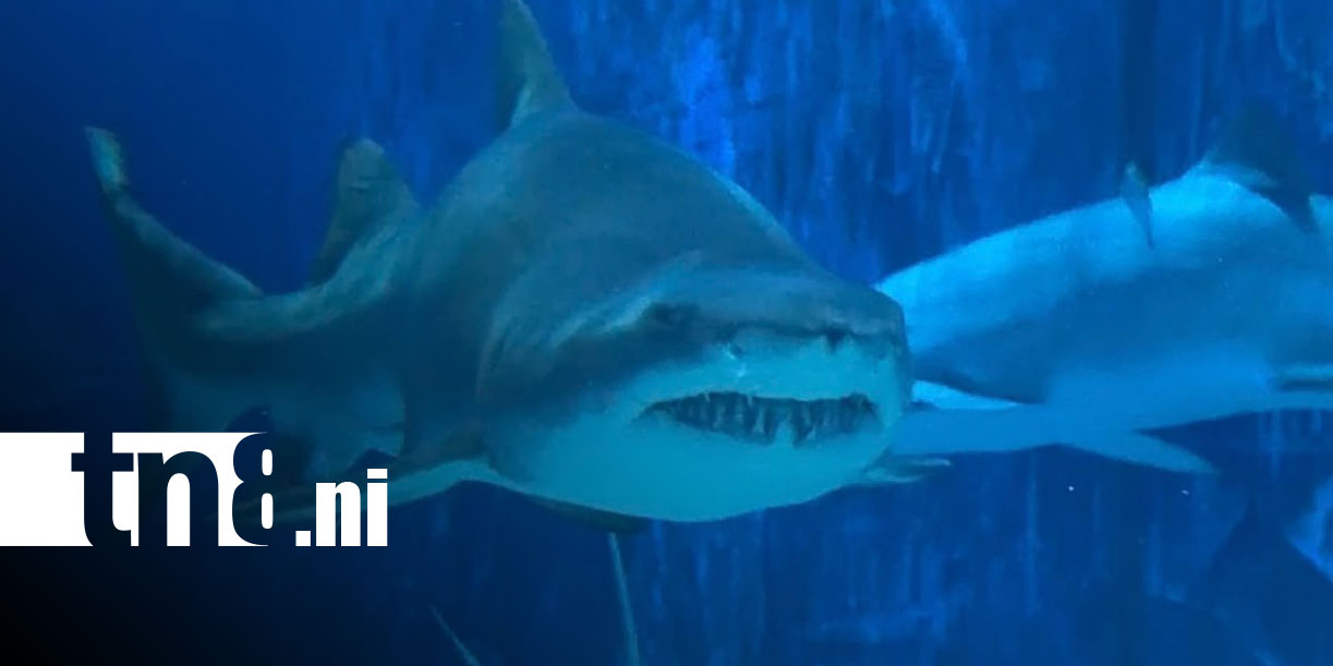 Foto: Acuario de Beijing: un viaje al mundo marino en China/TN8