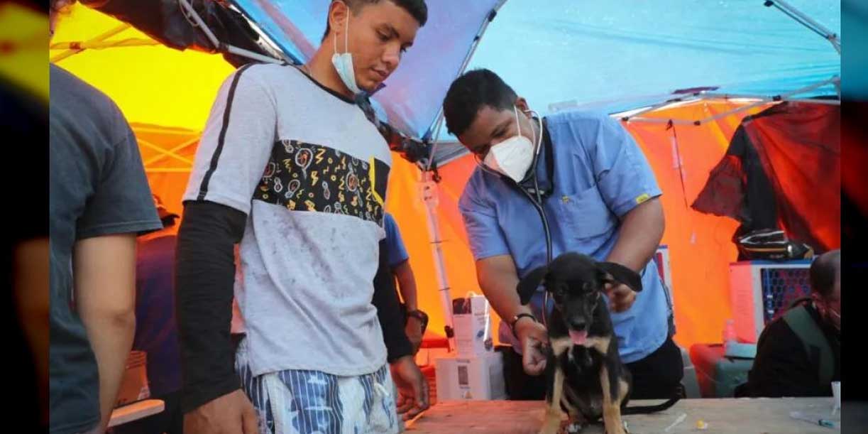 Foto:Una perrita sobrevivió siete días sepultada: el rescate que conmueve a Venezuela/Cortesía