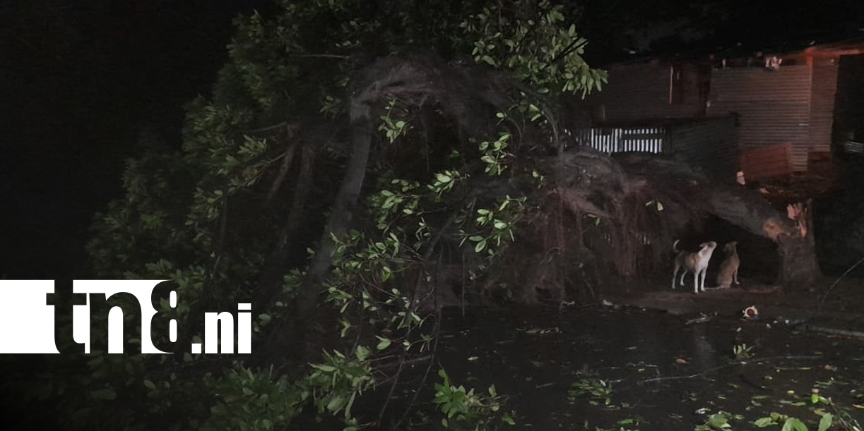 Foto: Árbol gigante colapsa en Managua/TN8
