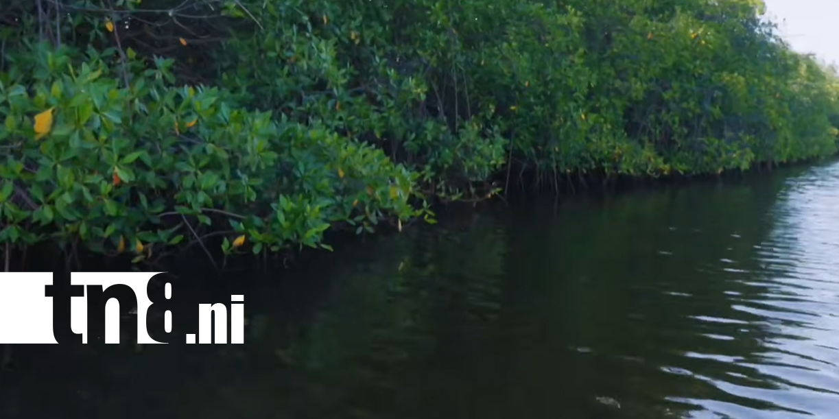 Foto: Isla Juan Venado, ejemplo de conservación de los manglares en Nicaragua/TN8