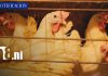 Nicaragua fortalece su producción avícola y se mantiene libre de influenza aviar Foto: Nicaragua fortalece su producción avícola y se mantiene libre de influenza aviar/TN8